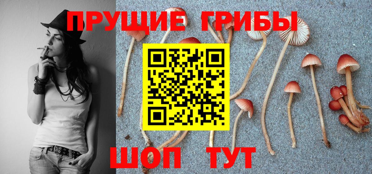 Псилоцибиновые грибы Psilocybe Феодосия